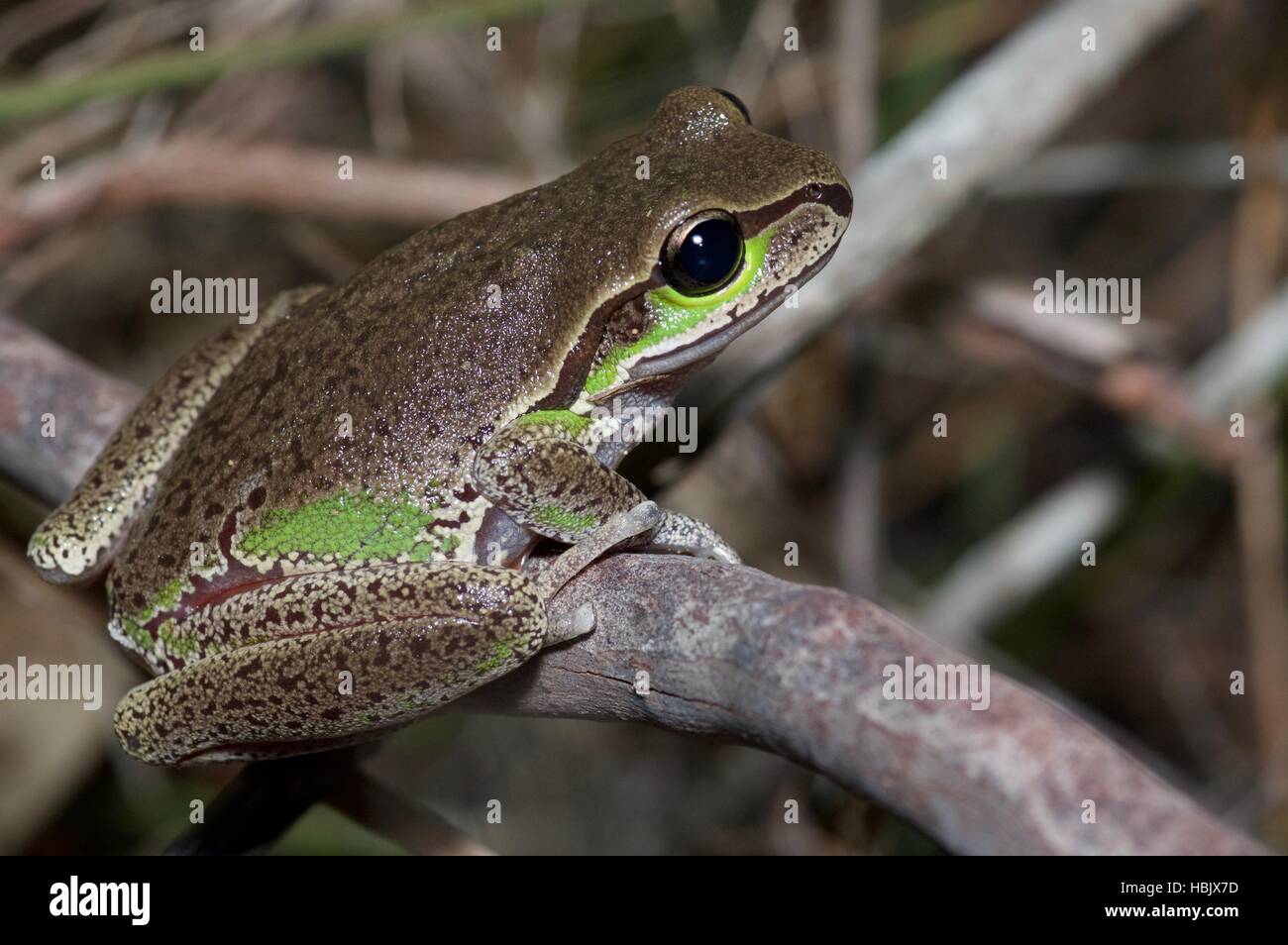 A Blue Mountains Tree Frog (Litoria citropa) at Dharawal National Park, New South Wales, Australia Stock Photo
