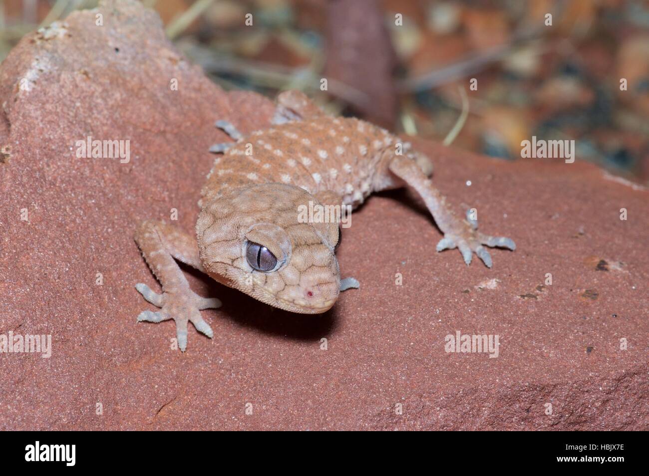 A young Centralian Knob-tailed Gecko (Nephrurus amyae) looks menacing in the West MacDonnell Ranges, Australia Stock Photo
