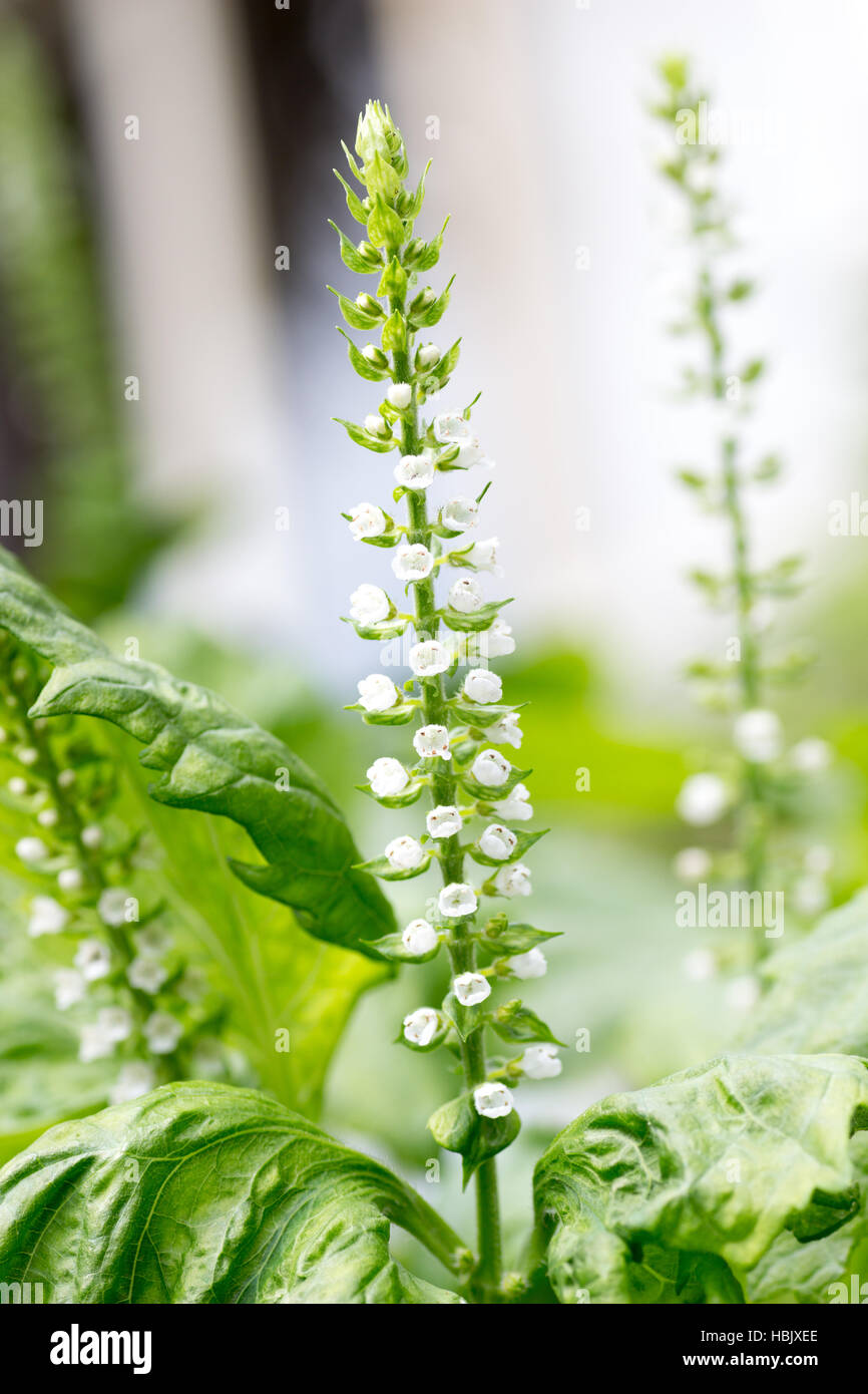Flower of Japanese basil called Shiso in summer Stock Photo Alamy