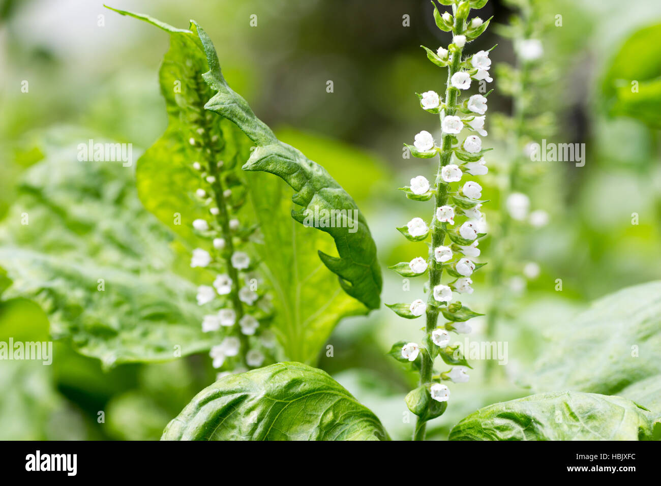Flower of Japanese basil called Shiso in summer Stock Photo Alamy