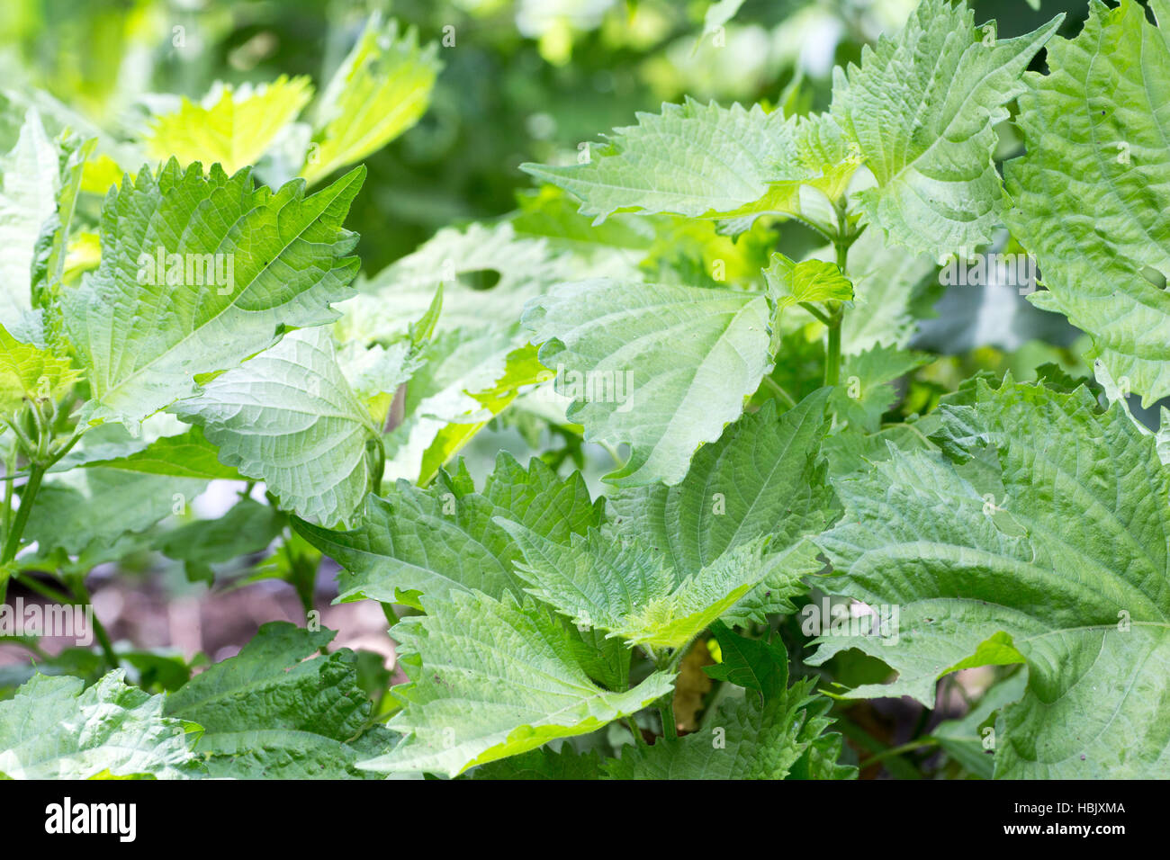 Japanese basil called Shiso Stock Photo Alamy