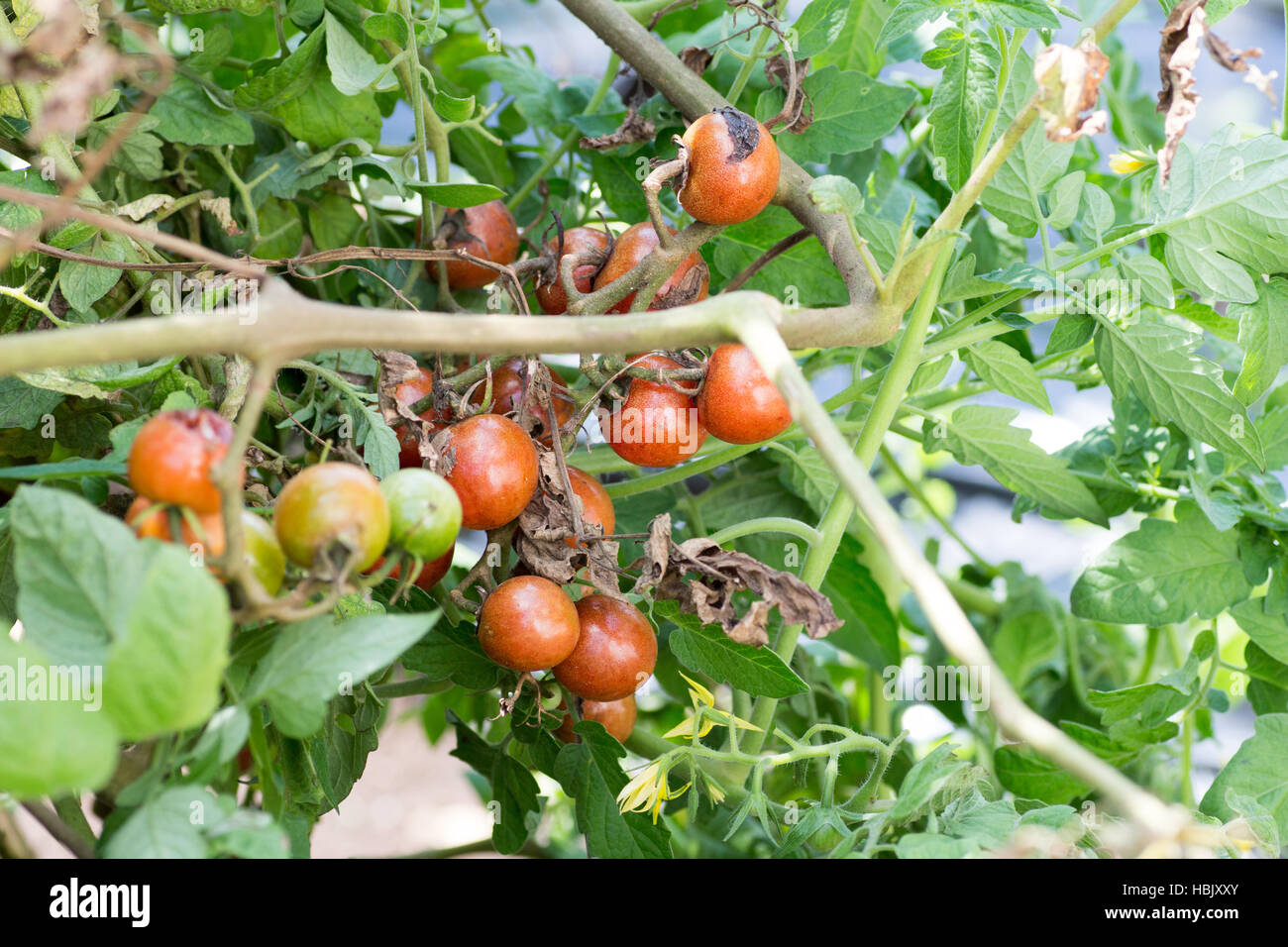 A bunch of rotten cherry tomatoes on farm Stock Photo