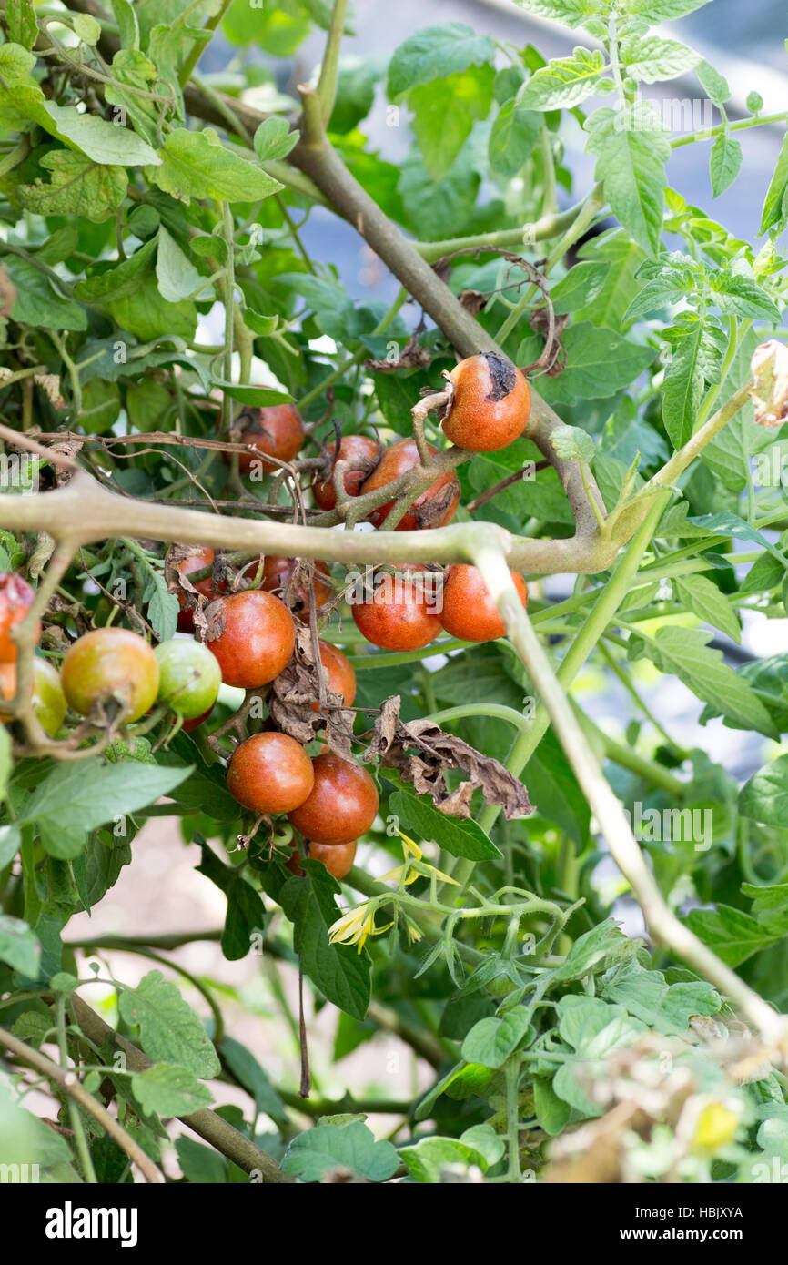 A bunch of rotten cherry tomatoes on farm Stock Photo