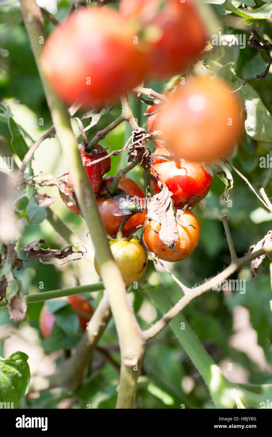 A bunch of rotten cherry tomatoes on farm with a fly licking on them Stock Photo