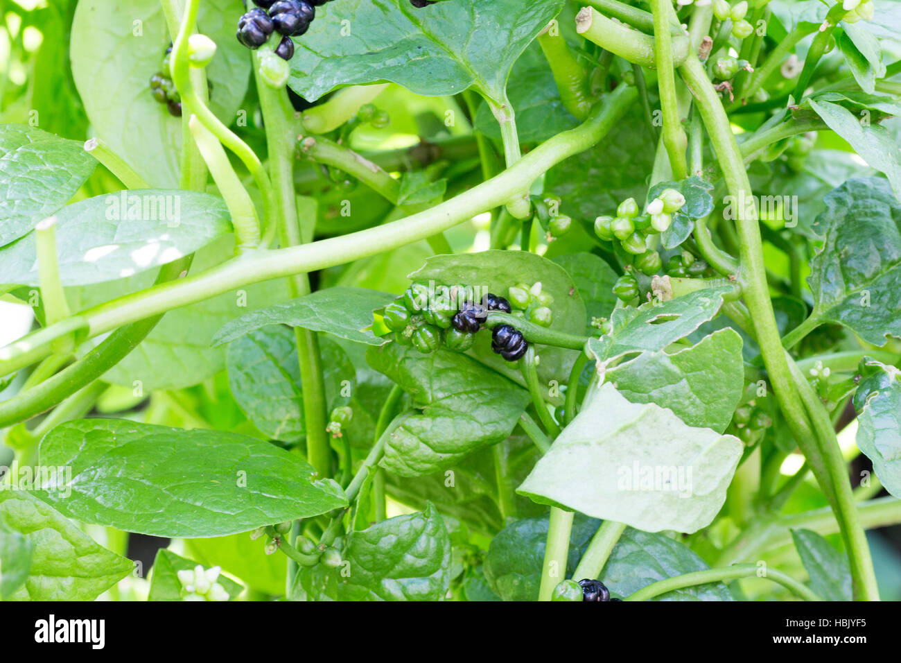 A bunch of berries of Japanese malabar spinach also known as