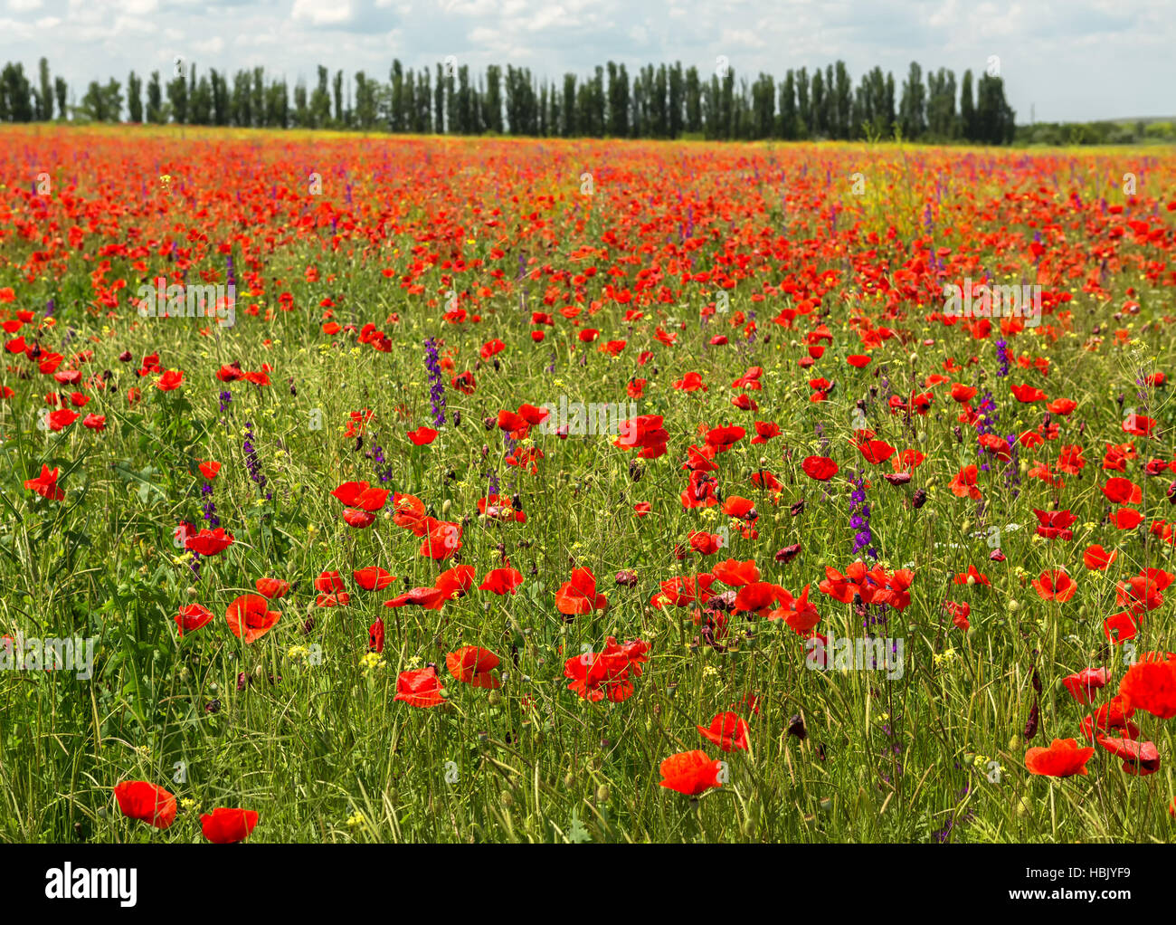 Blooming field of red poppies Stock Photo - Alamy