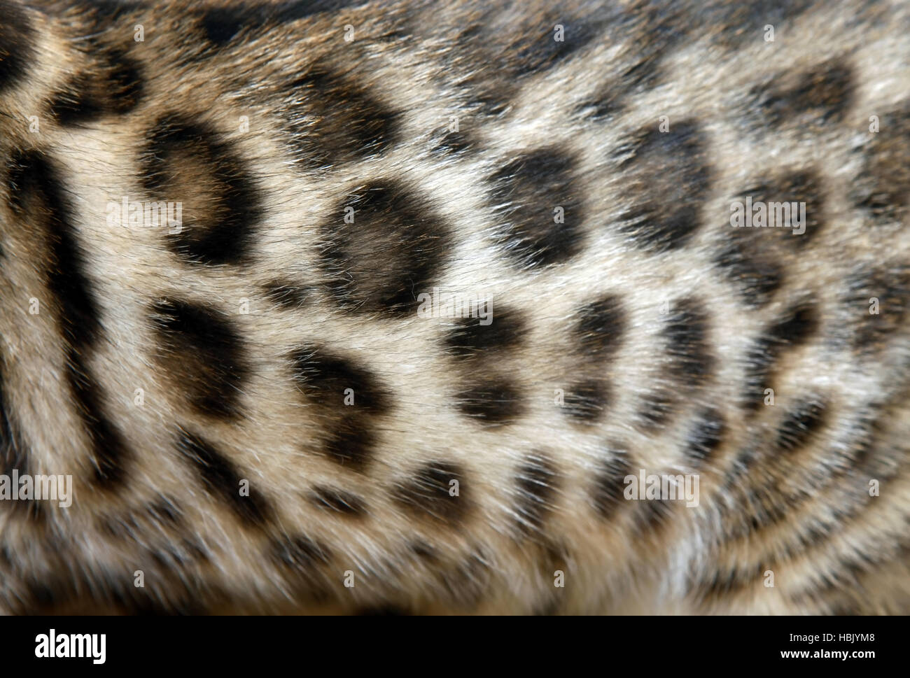 Fur Bengal cat Stock Photo Alamy