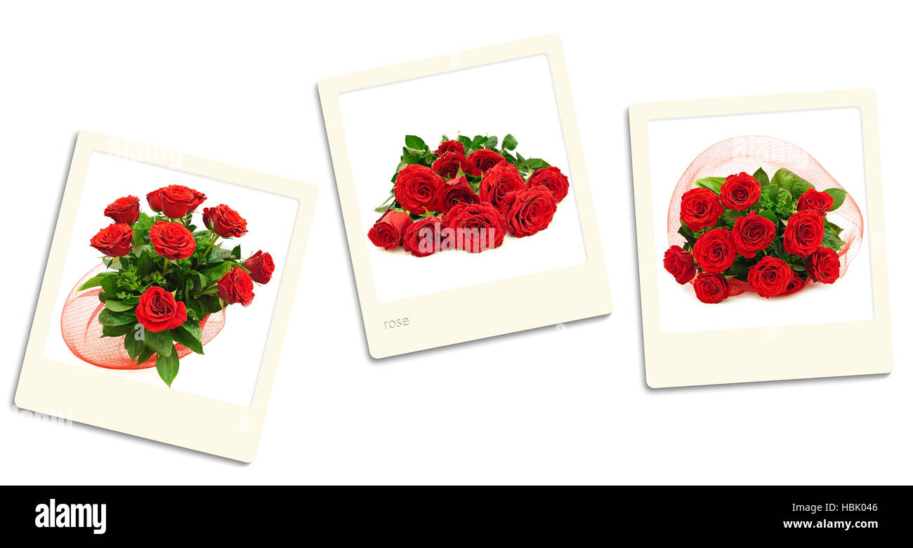 Beautiful photos of roses hi-res stock photography and images - Alamy