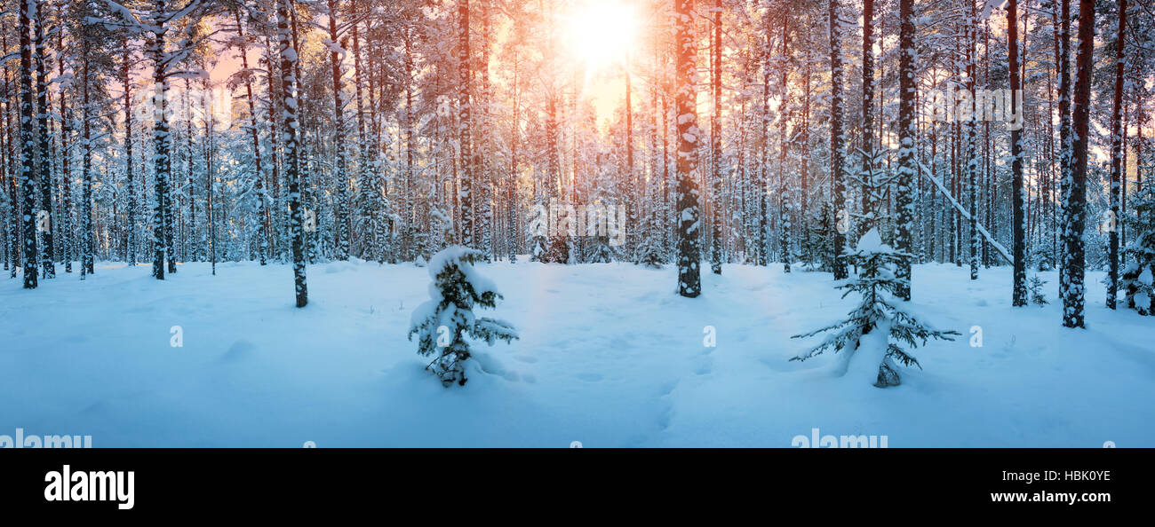 Pine trees covered with snow Stock Photo - Alamy