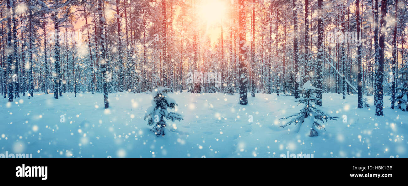 Pine trees covered with snow Stock Photo - Alamy
