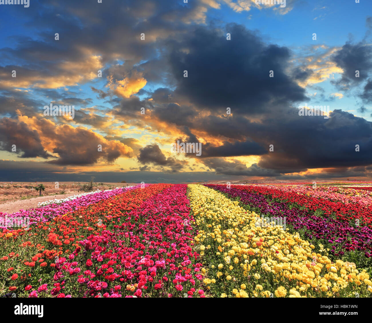 Farmers flowers hires stock photography and images Alamy