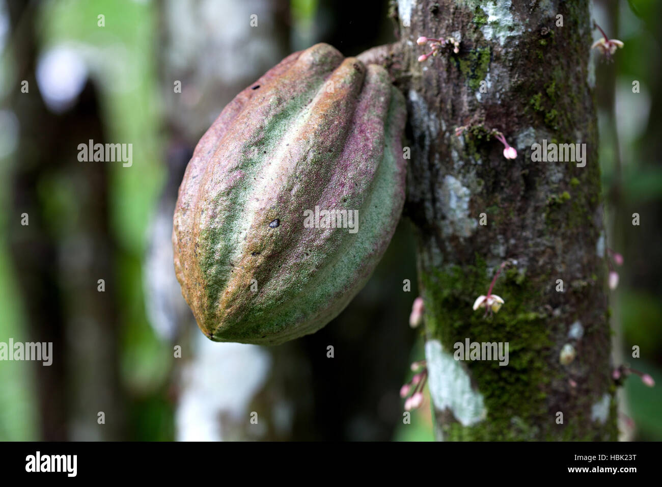 Cocoa pods on a cacao tree in Costa Rica Stock Photo