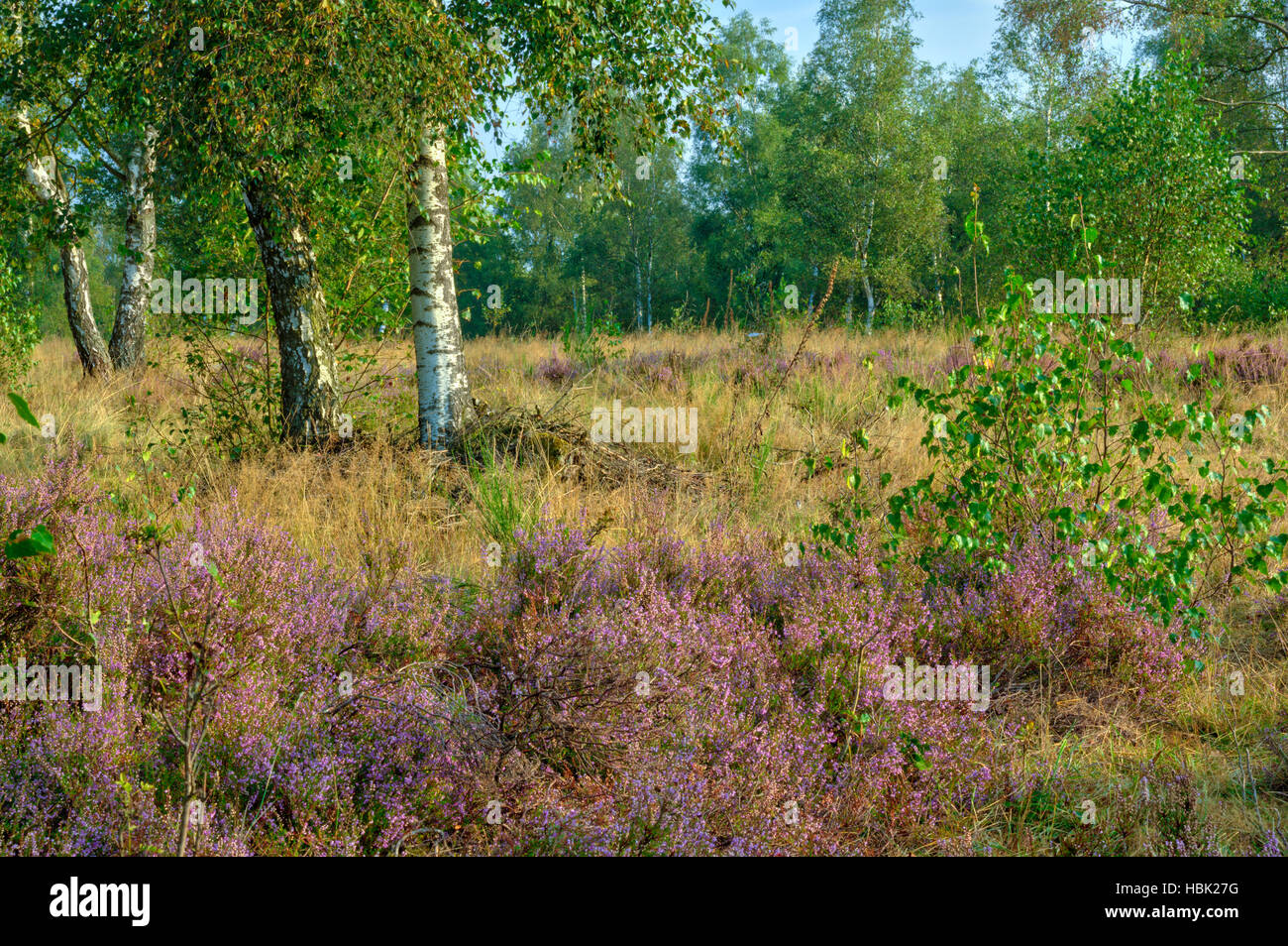 Autumn landscape with erica Stock Photo