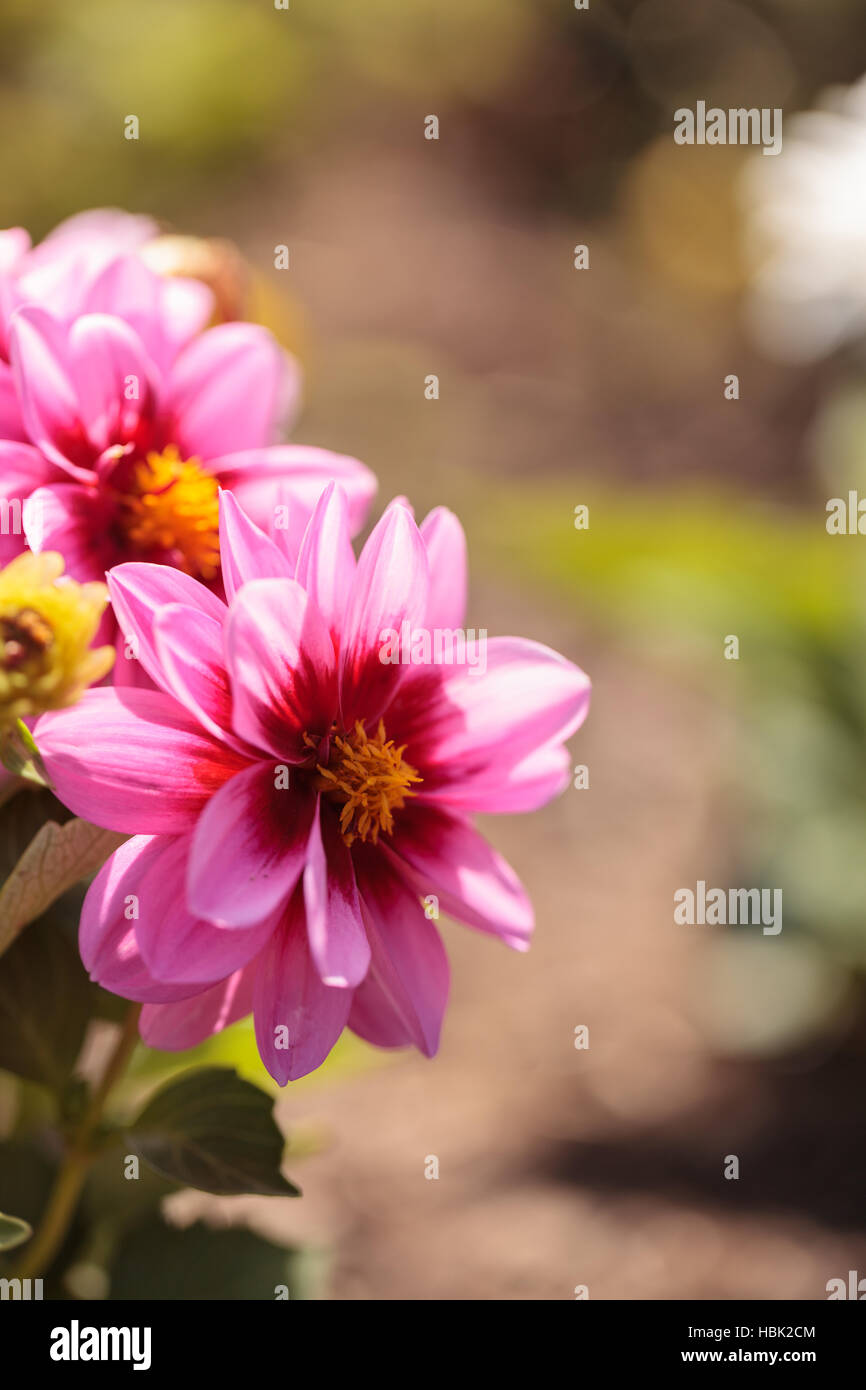 Pink Dahlia flower Stock Photo