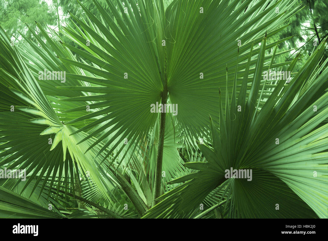 Tropical flora hi-res stock photography and images - Alamy