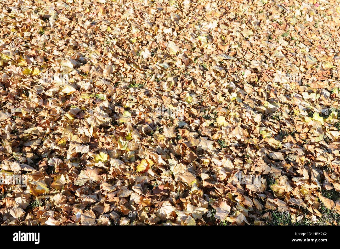 Leaves on the ground Stock Photo - Alamy