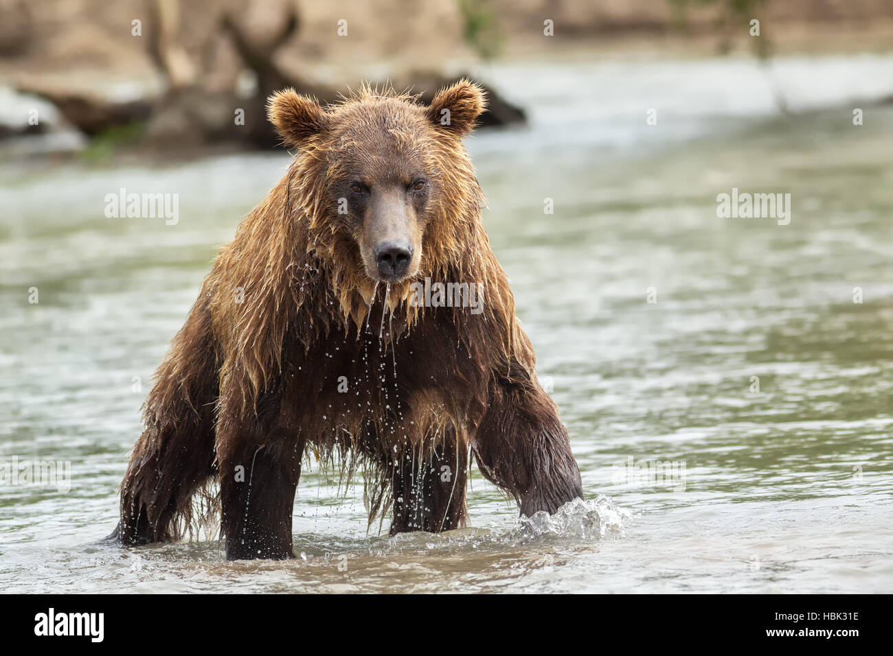 Brown bear in search of prey. Kurile Lake. Stock Photo