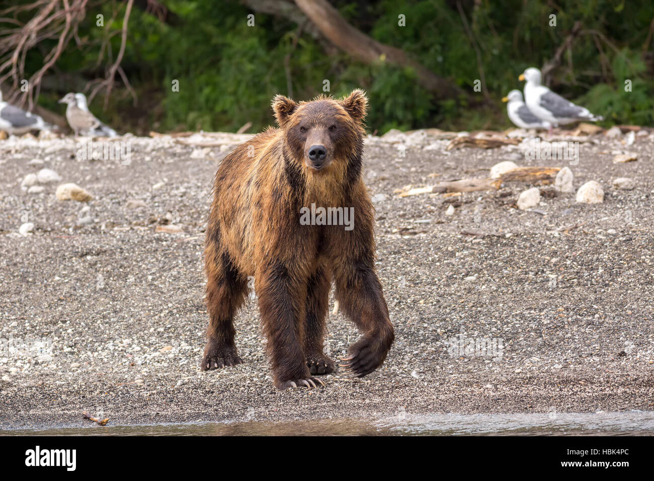 Brown bear on the shore of Kurile Lake. Stock Photo