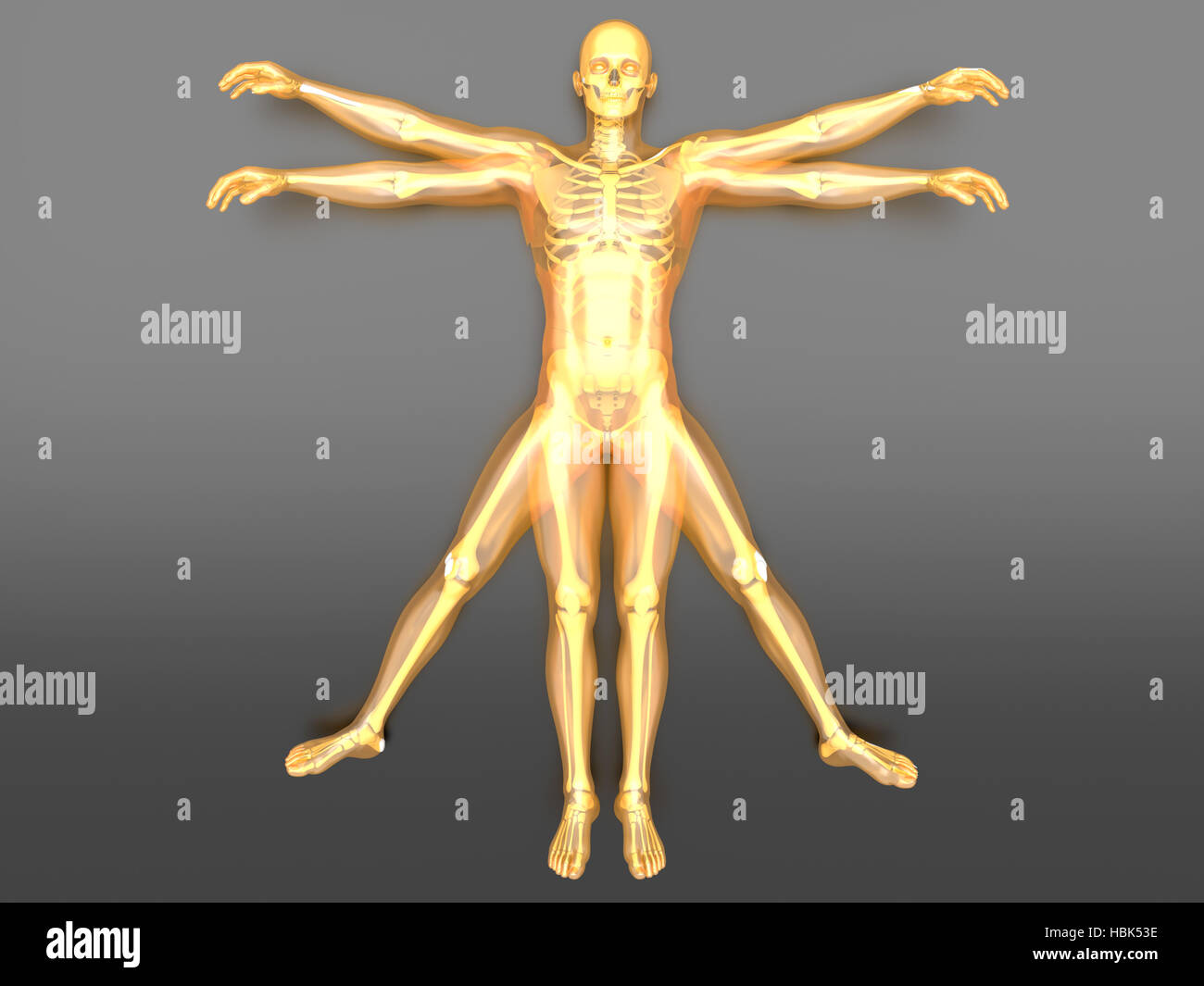 Complete Human Form Proportions form hi-res stock photography and images - Alamy