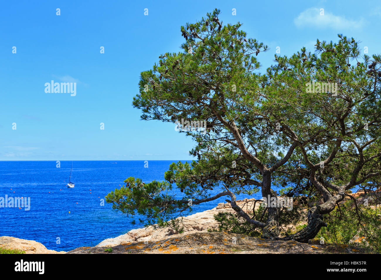 Pine tree above sea Stock Photo - Alamy
