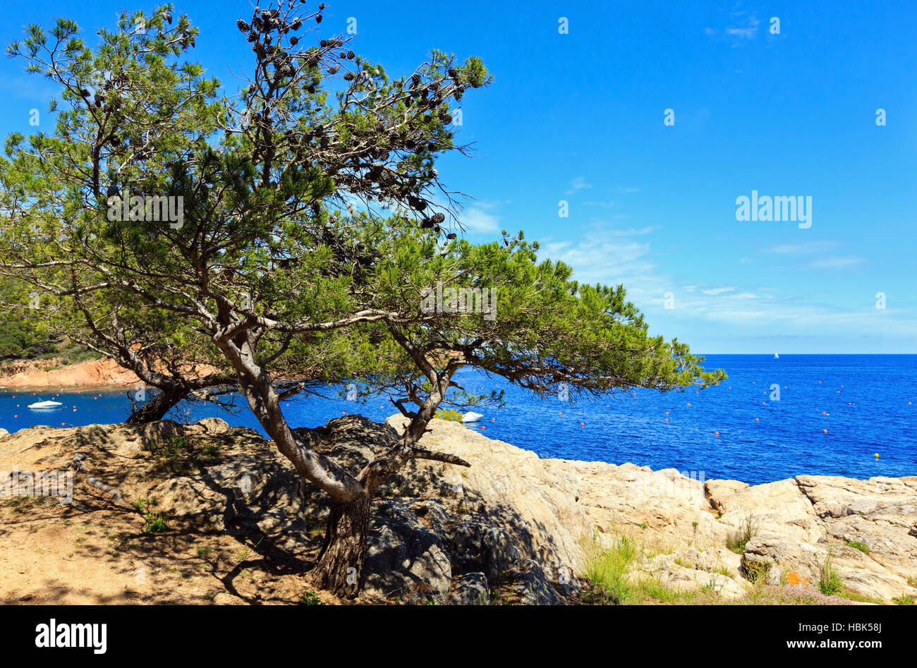 Pine tree on sea coast Stock Photo - Alamy