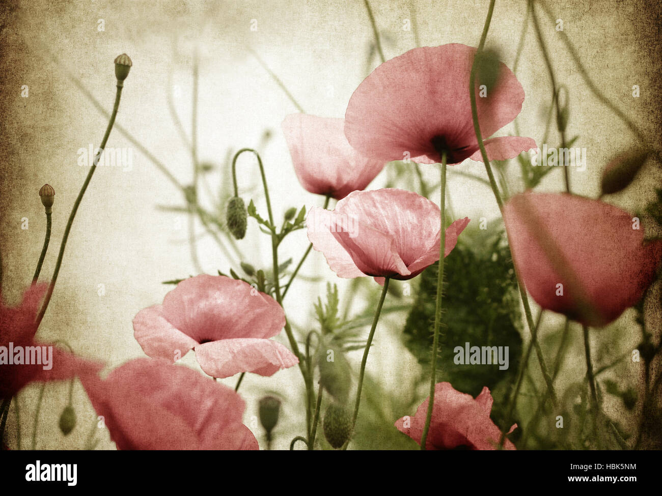 poppies vintage Stock Photo