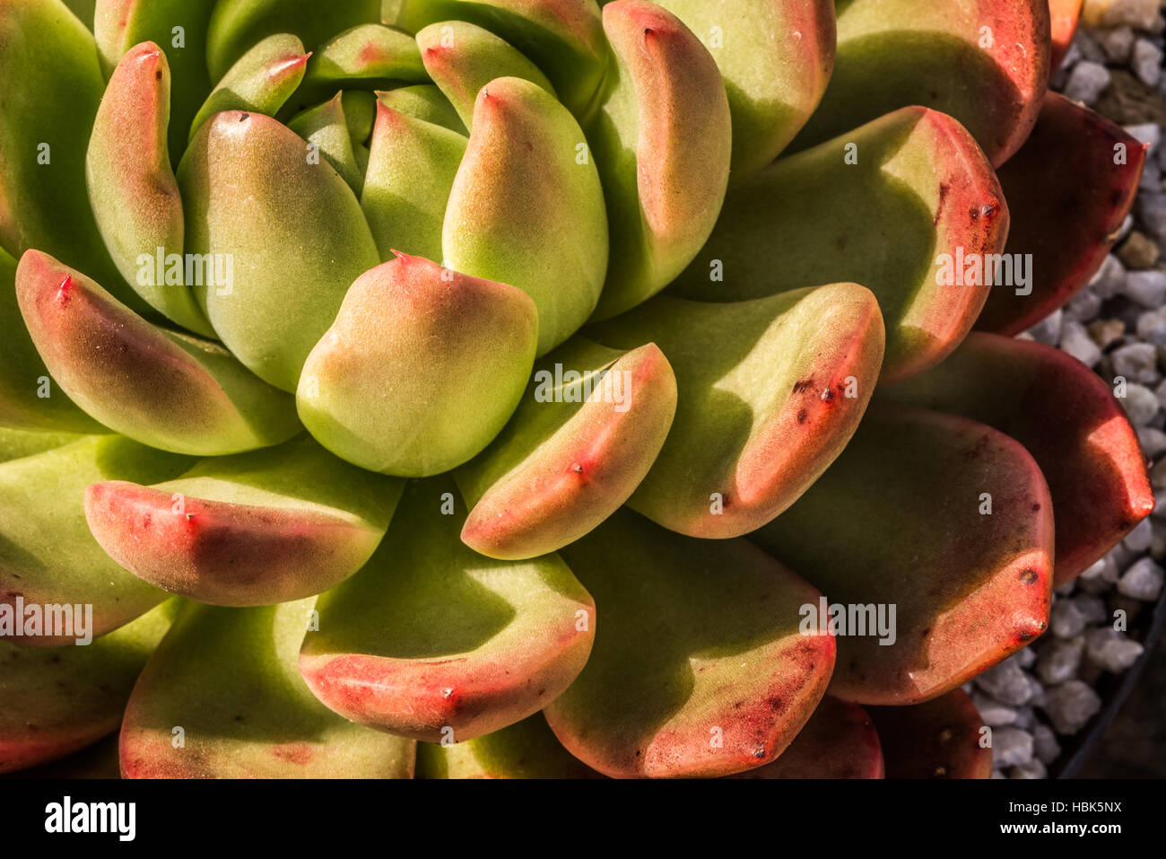 Up Close view of a succulent Stock Photo