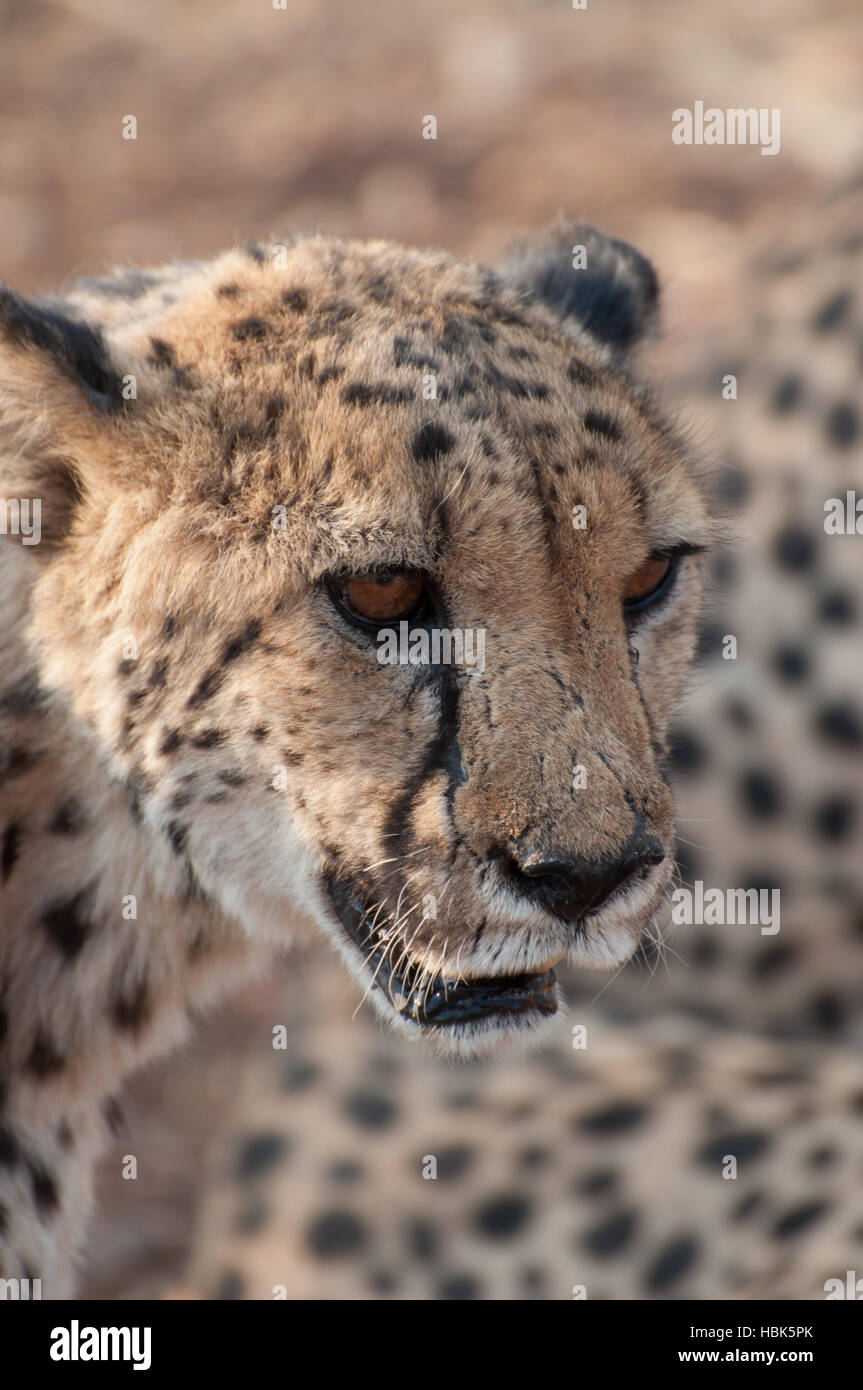 Portrait of a prowling cheetah Stock Photo
