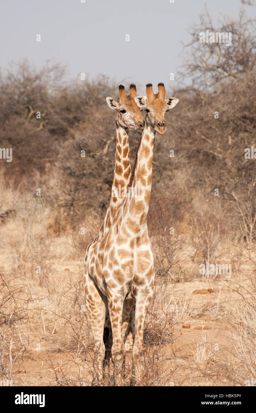 Two headed animals hi-res stock photography and images - Alamy