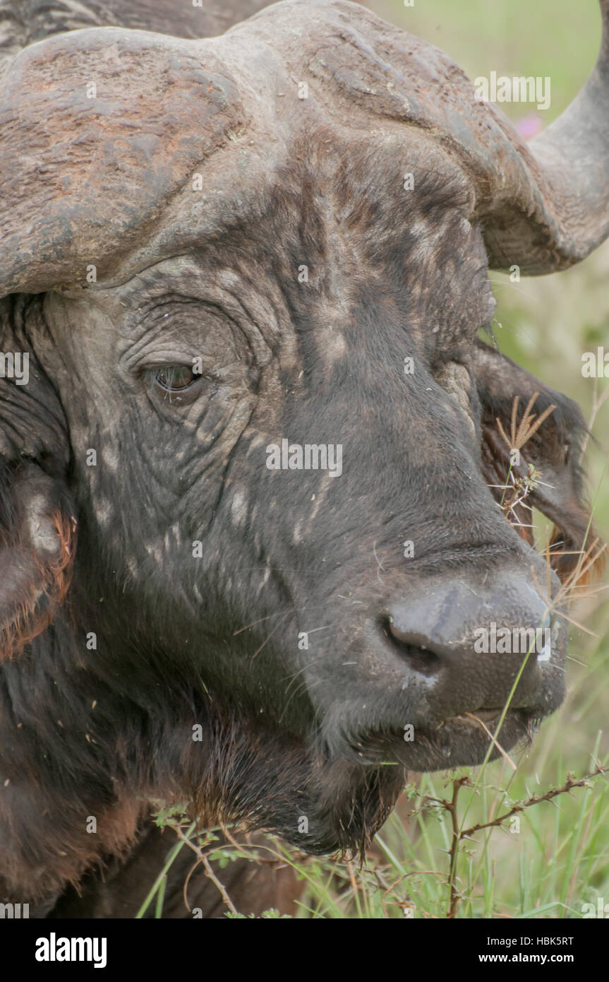 Up Close Portrait of a Buffalo Stock Photo