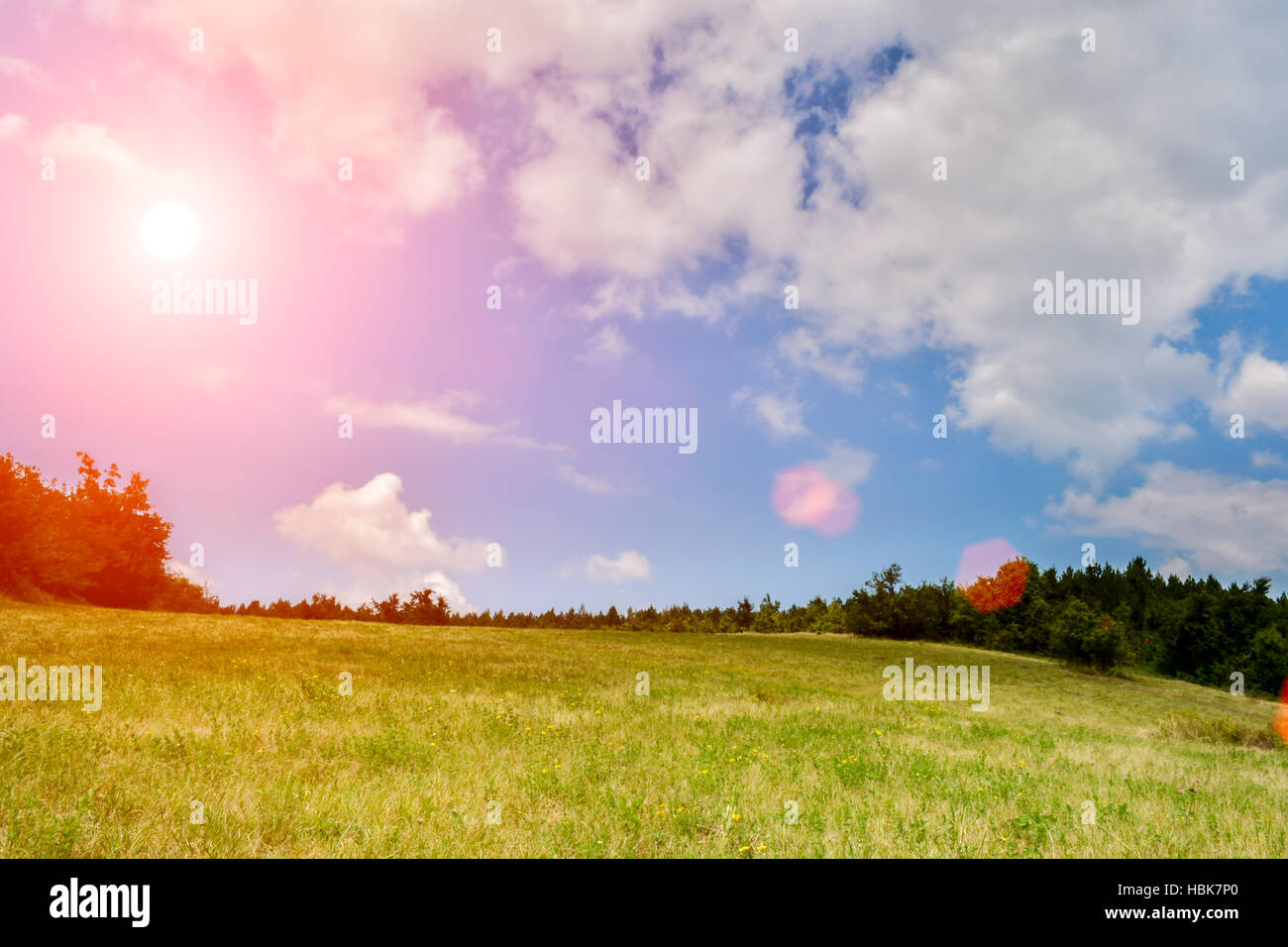 Beatiful grassfield with sunflares Stock Photo