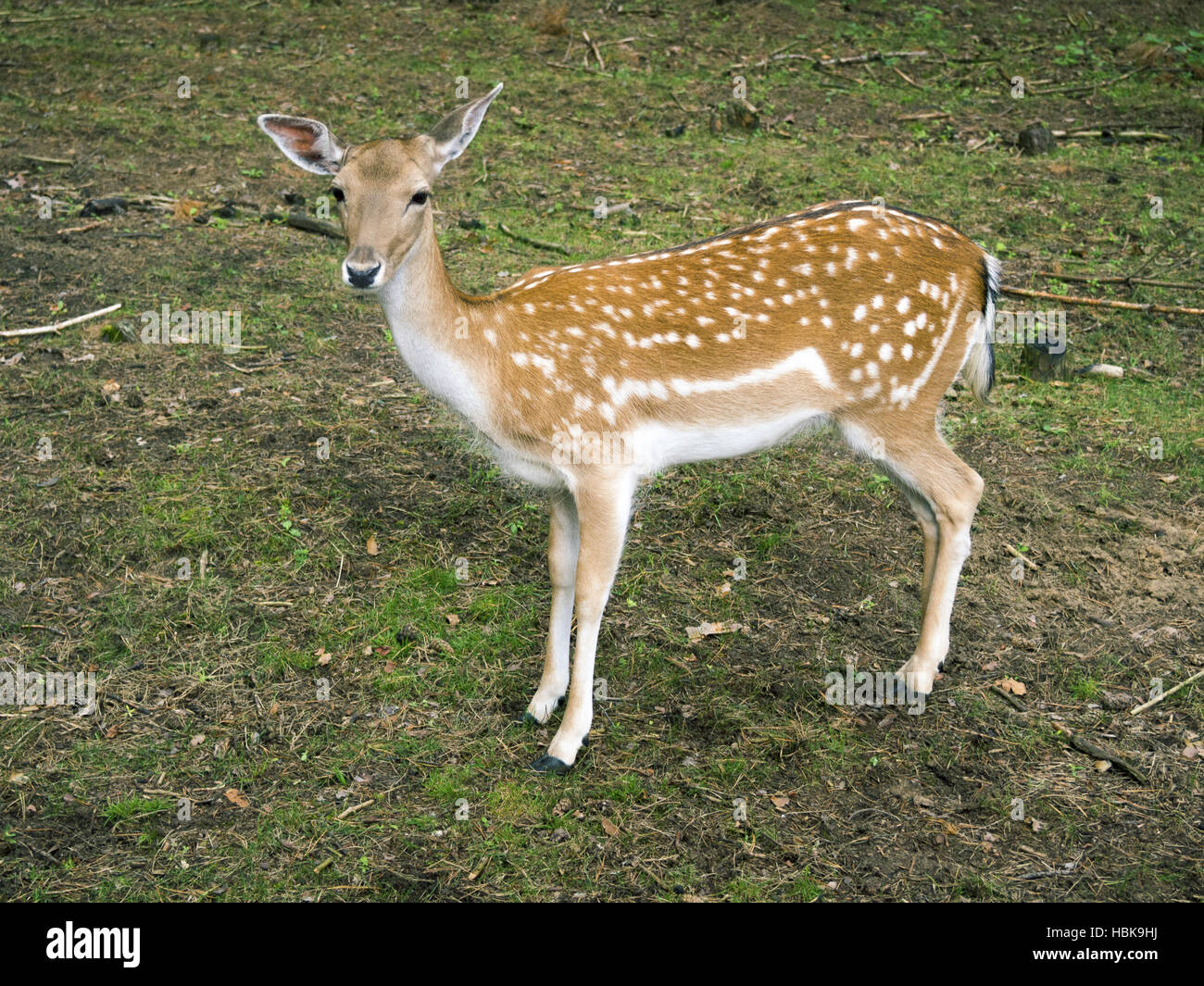 piebald deer Stock Photo Alamy