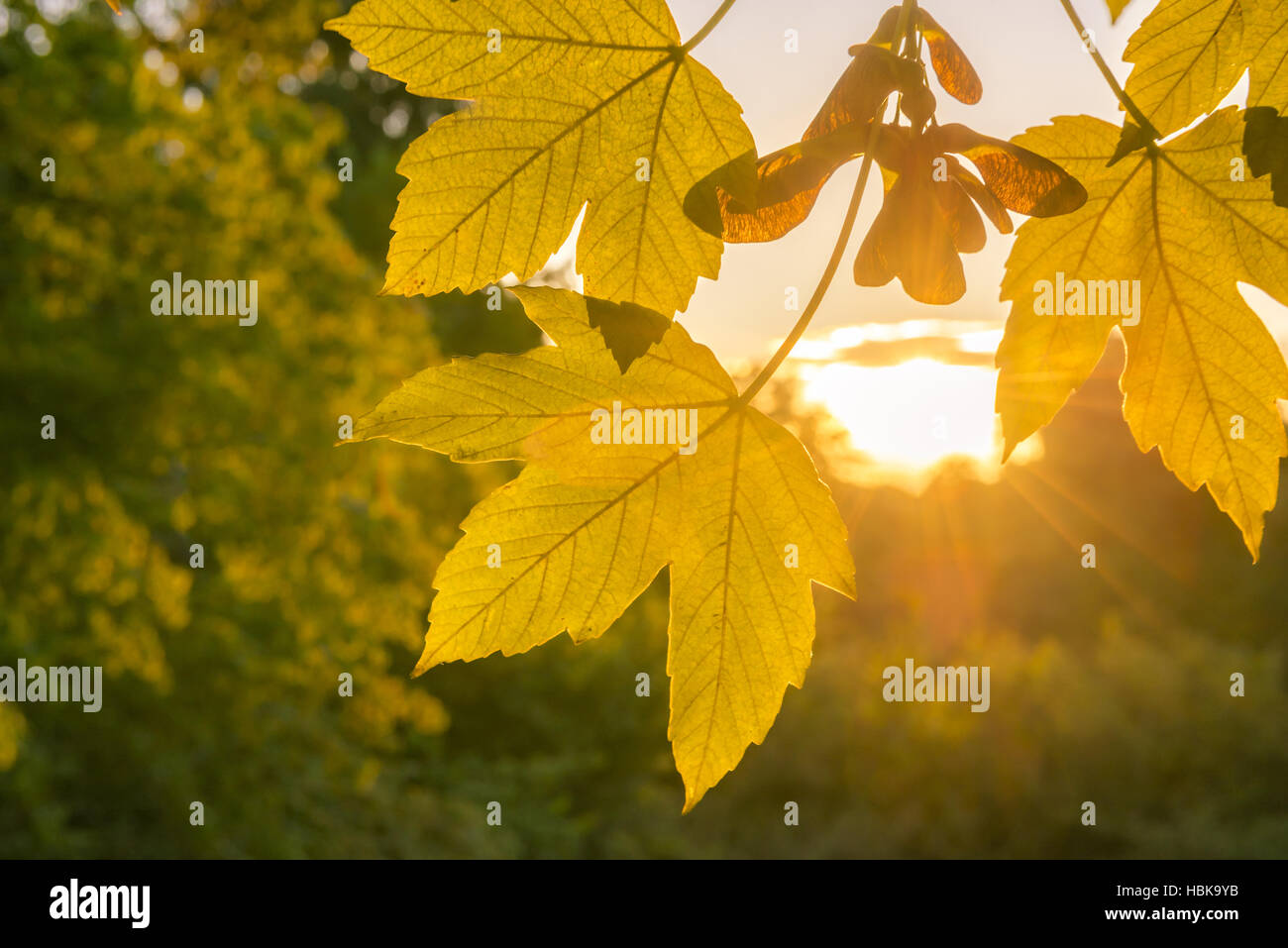 Fall leaves close up and golden sun Stock Photo