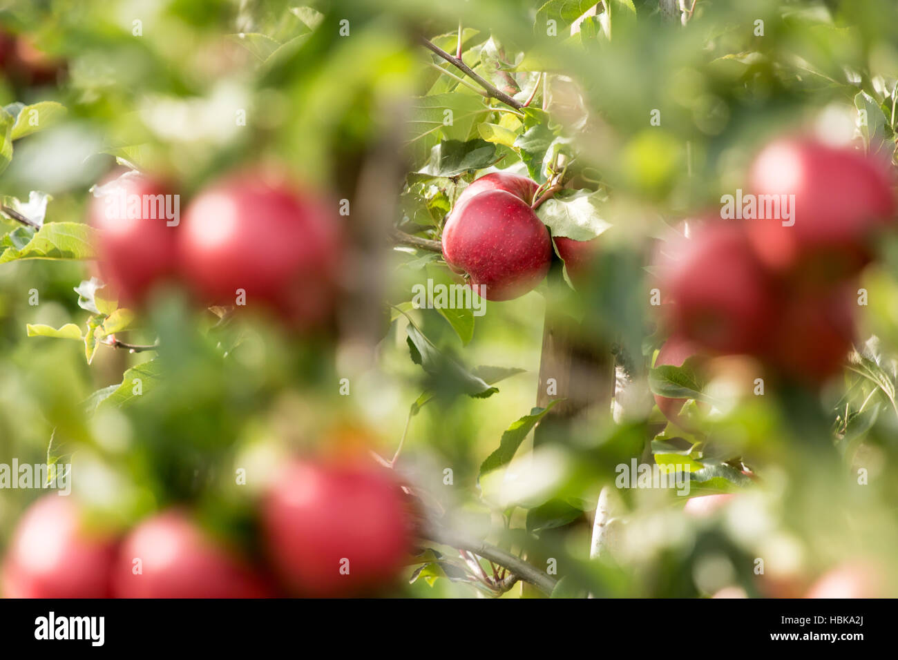 Fresh, Ripe, red Apple (Malus domestica) Stock Photo