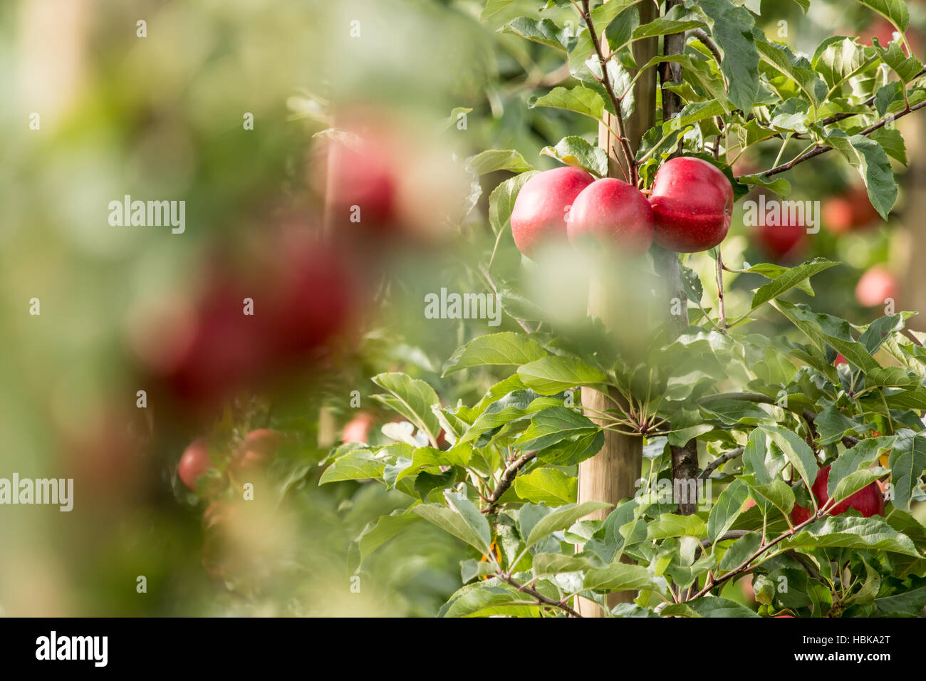 Fresh, Ripe, red Apple (Malus domestica) Stock Photo