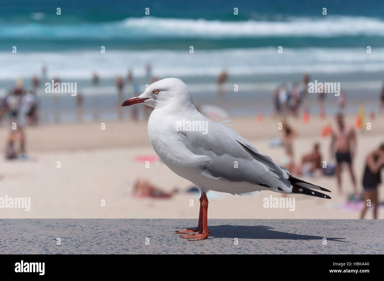 Seagull on sea wall, The Esplanade, Surfers Paradise, City of Gold Coast, Queensland, Australia Stock Photo