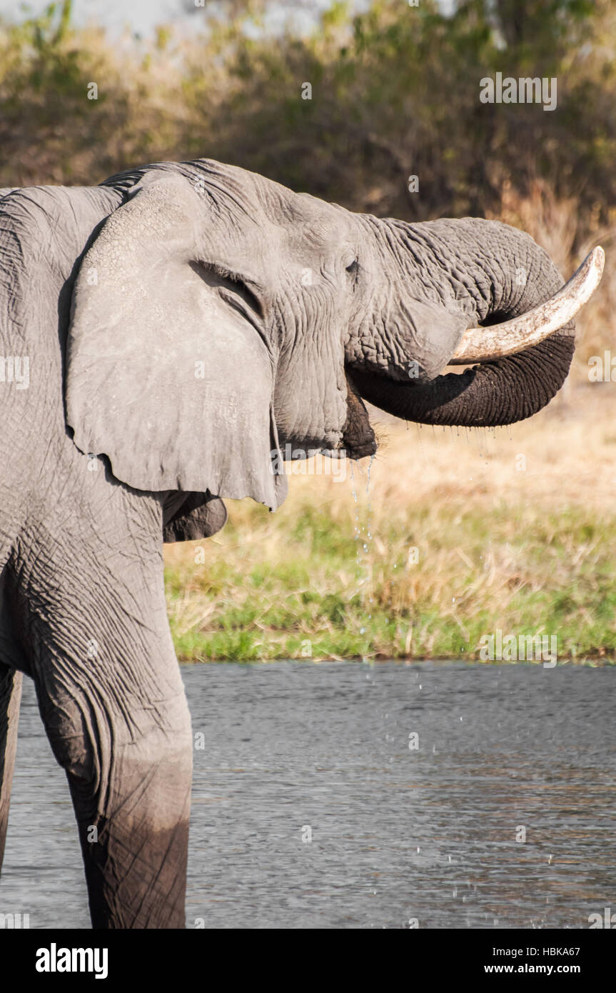 Elephant Drinking Water at River Stock Photo