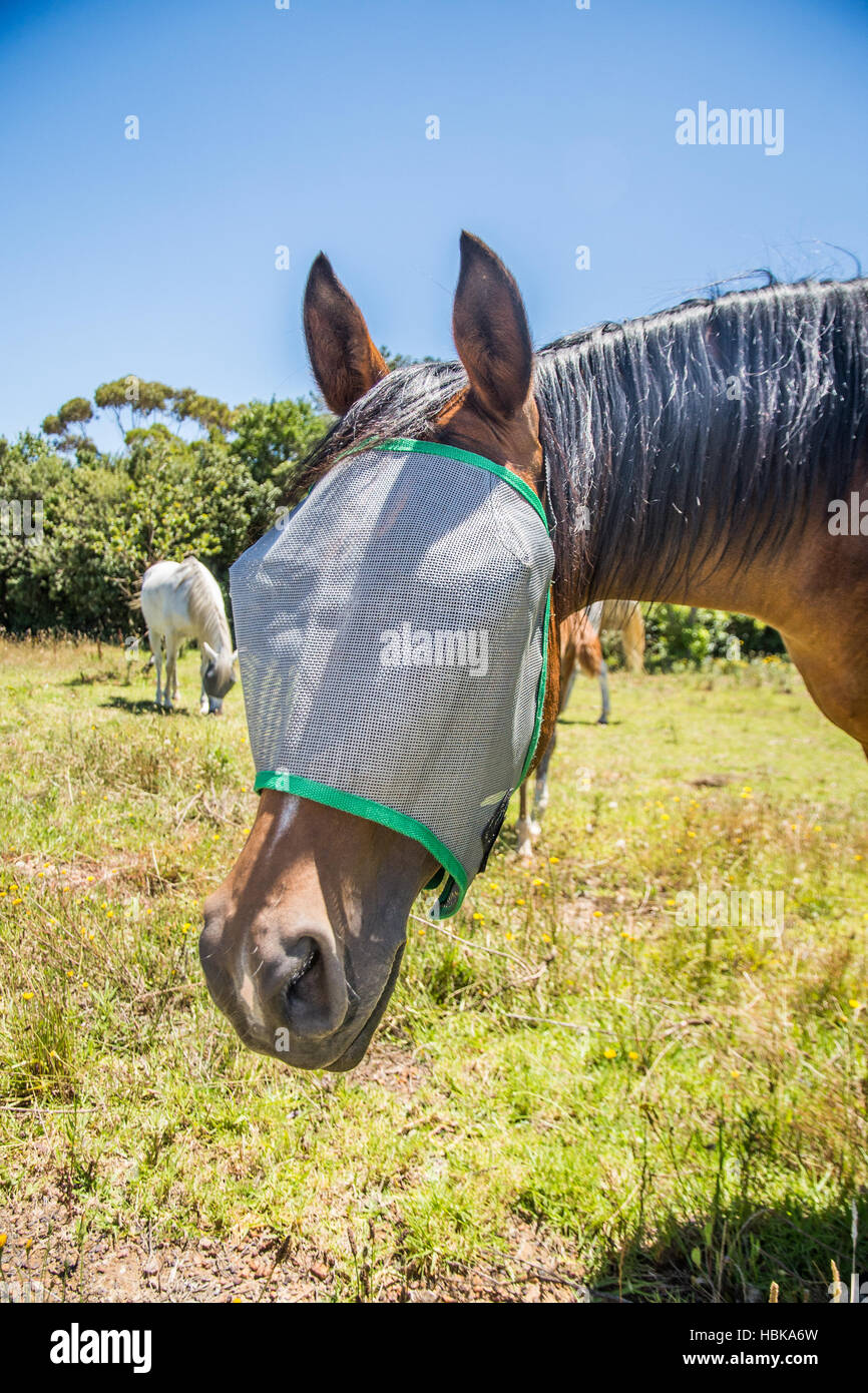 Horse with Fly net over Face Stock Photo