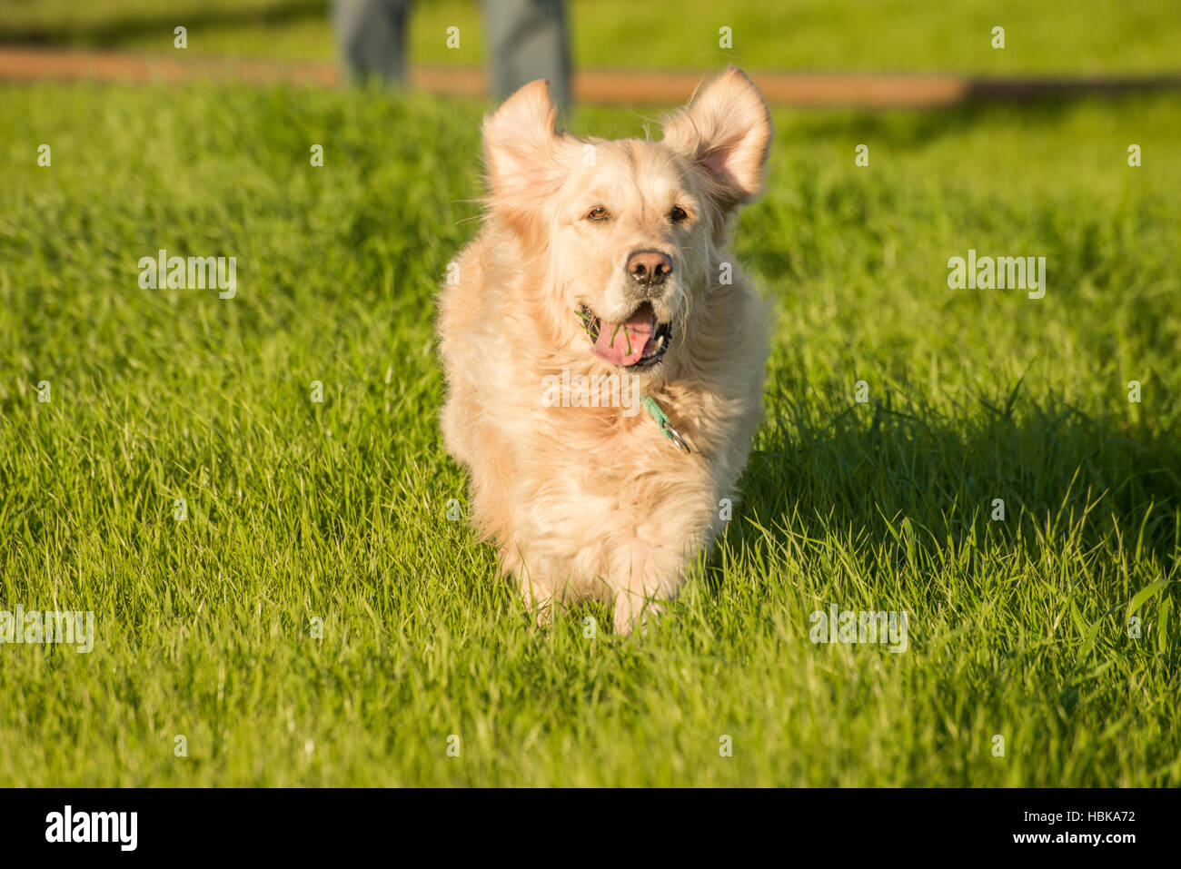 Golden Retriever Running in Green Grass Stock Photo - Alamy