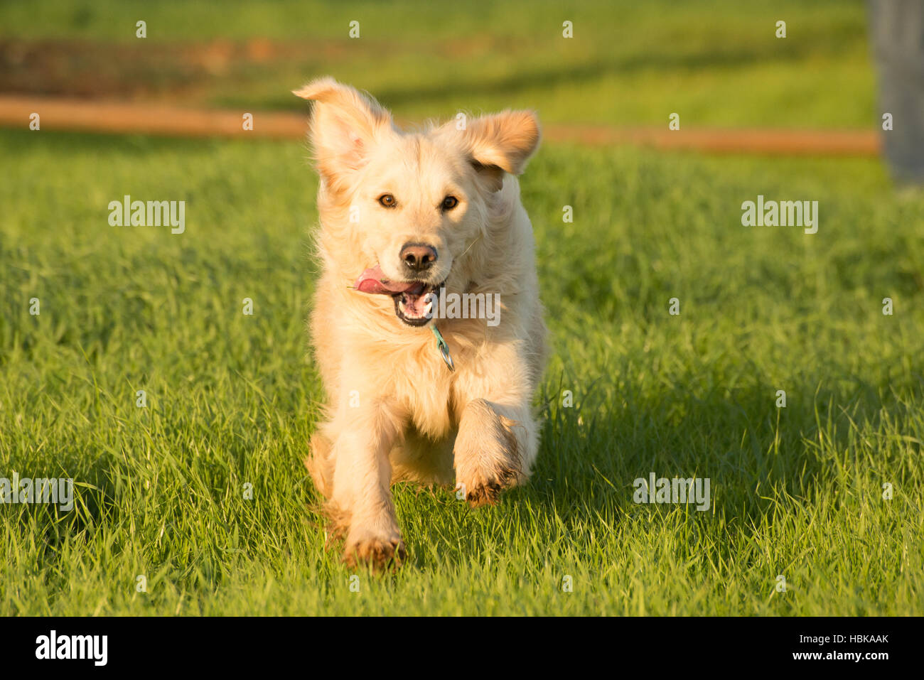 Golden Retriever Running in Green Grass Stock Photo - Alamy