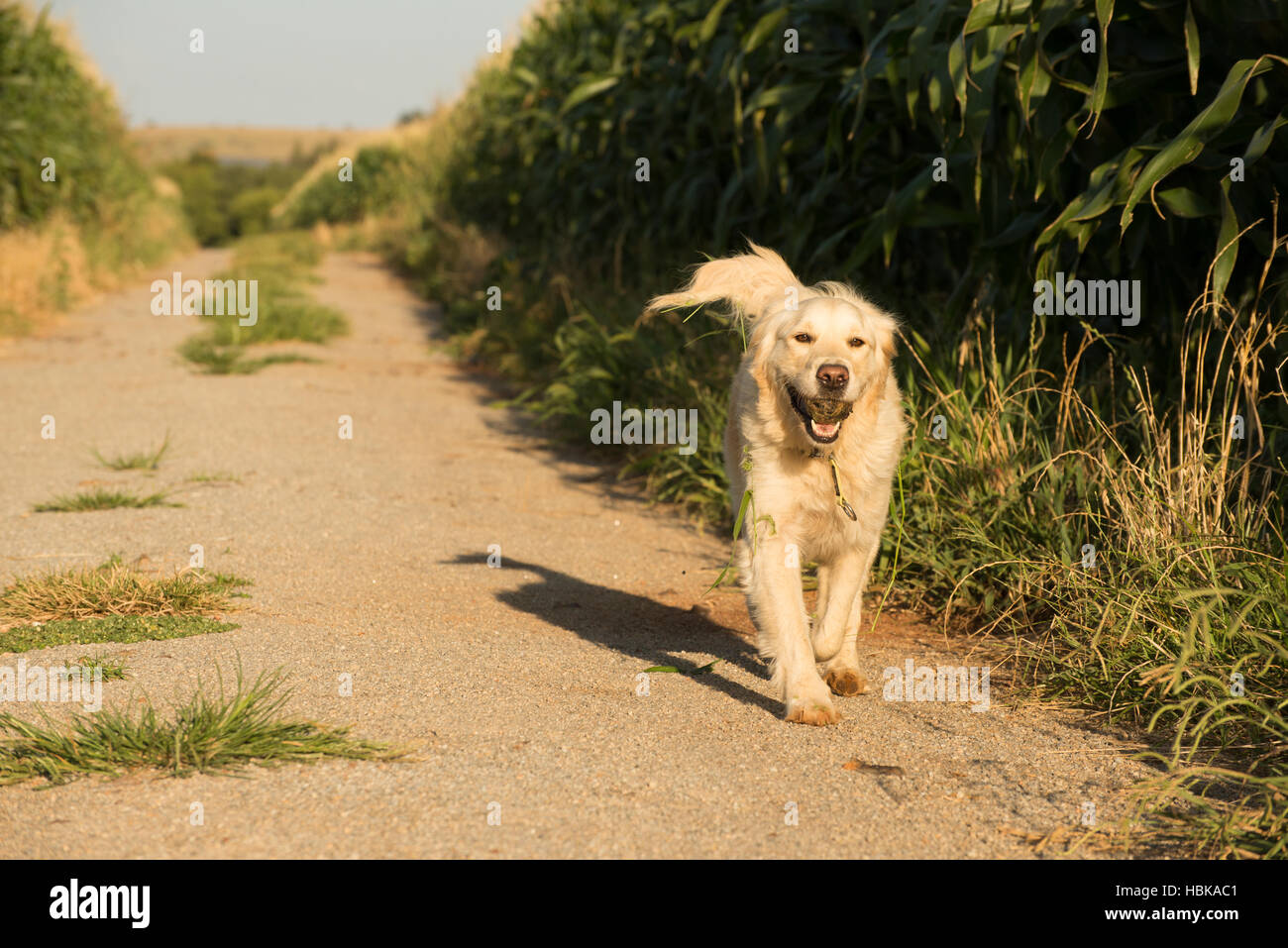 Golden Retriever in Road by Cornfields Stock Photo