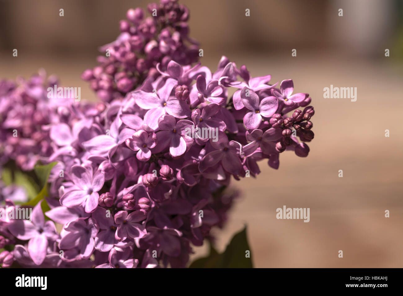 common lilac plant, Syringa vulgaris Stock Photo