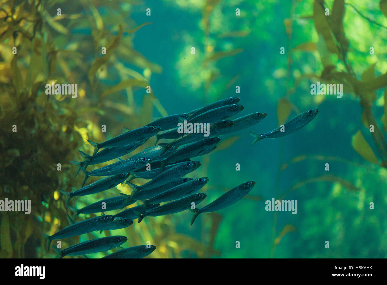 Pacific sardine fish Stock Photo Alamy