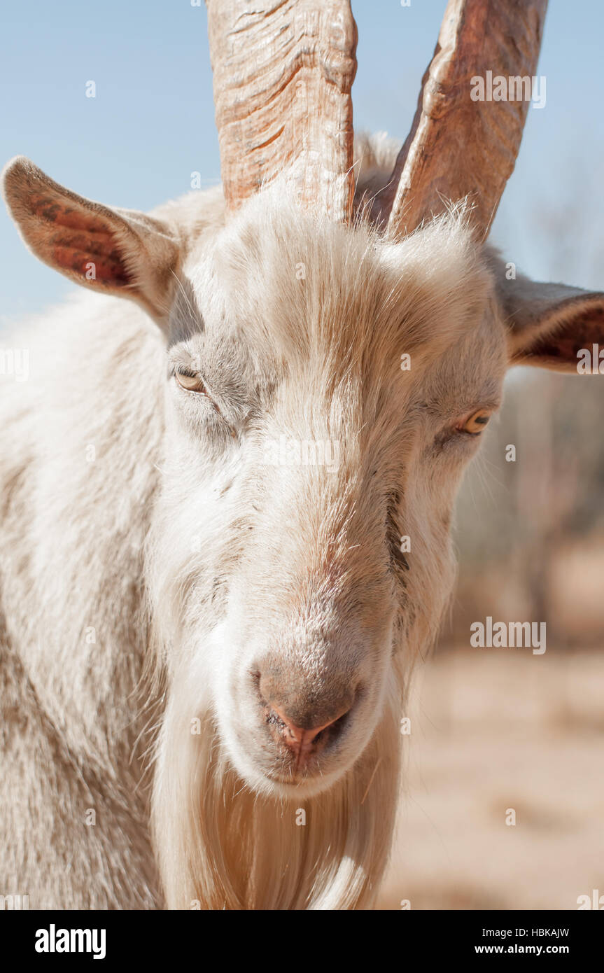 Up Close Portrait of Saanen Goat Stock Photo