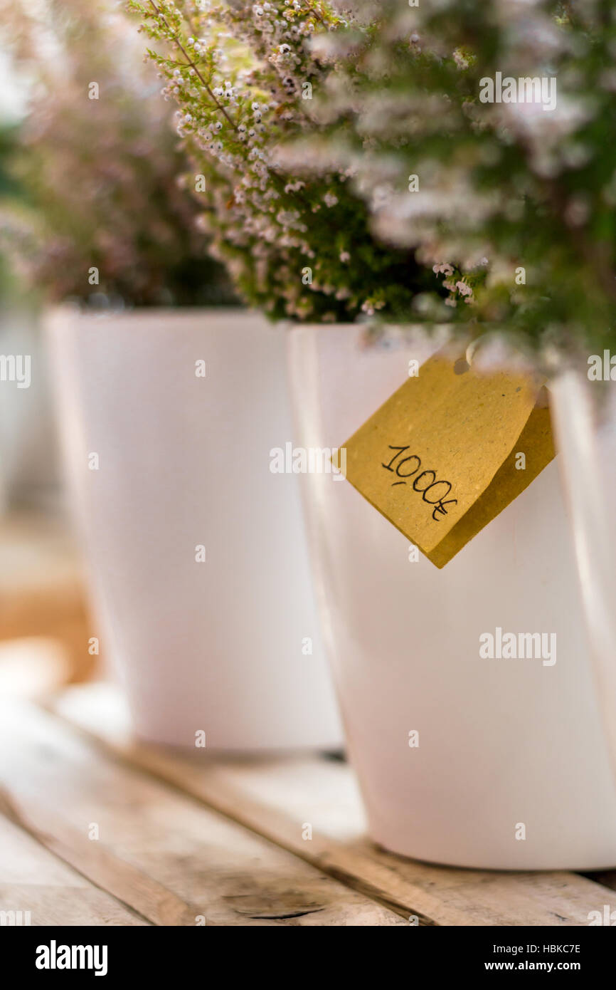 Pots with the planted bush of heather on a wooden table. Shallow depth of field. Defocused blurry background. Stock Photo
