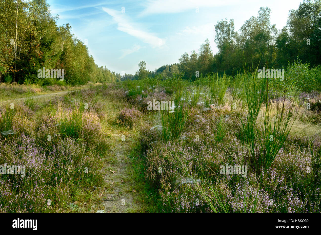 Autumn landscape with erica Stock Photo