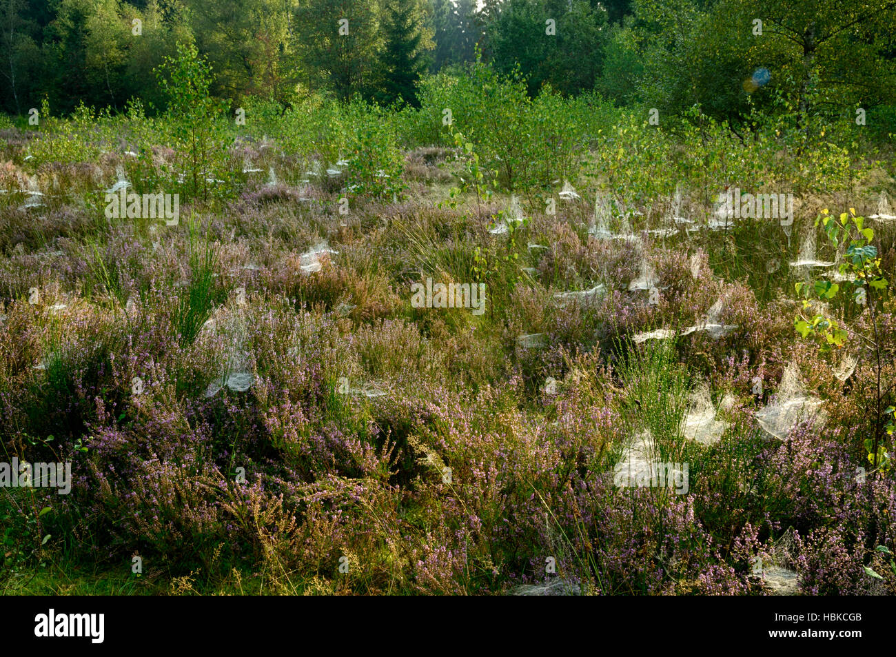 Autumn landscape with erica Stock Photo