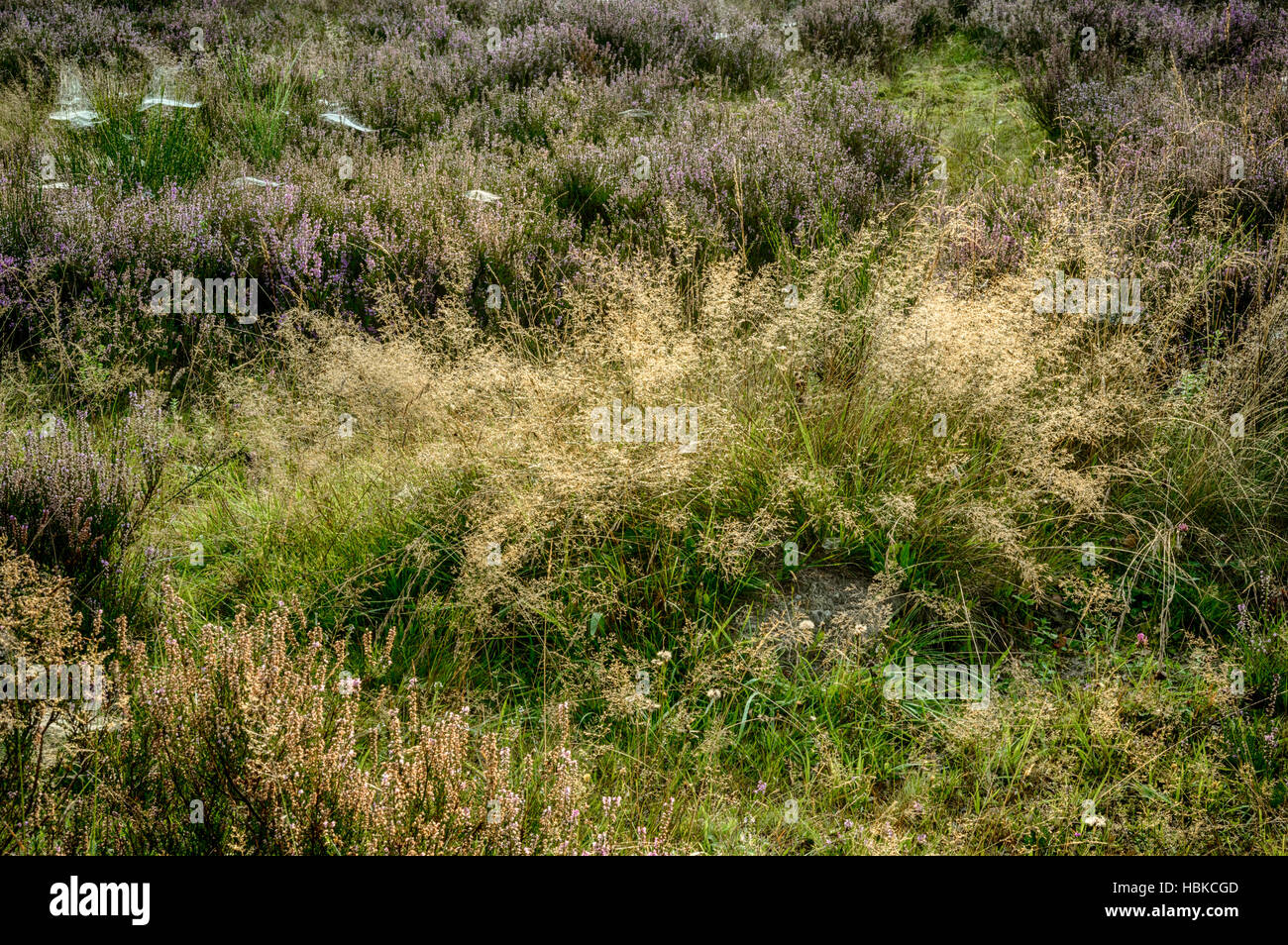 Autumn landscape with erica Stock Photo