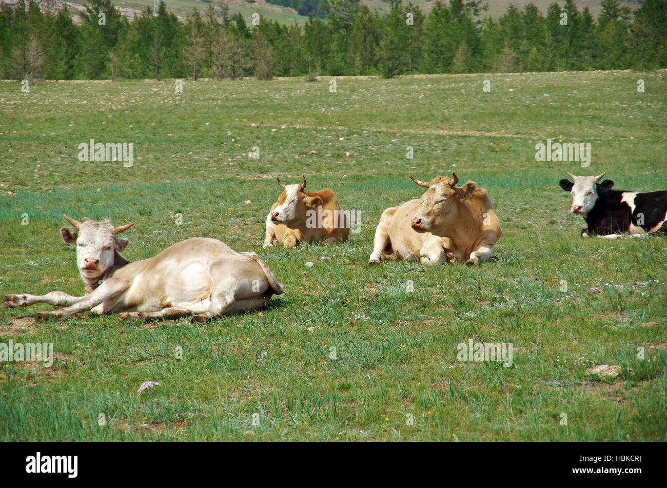 Sleeping cow Stock Photo Alamy