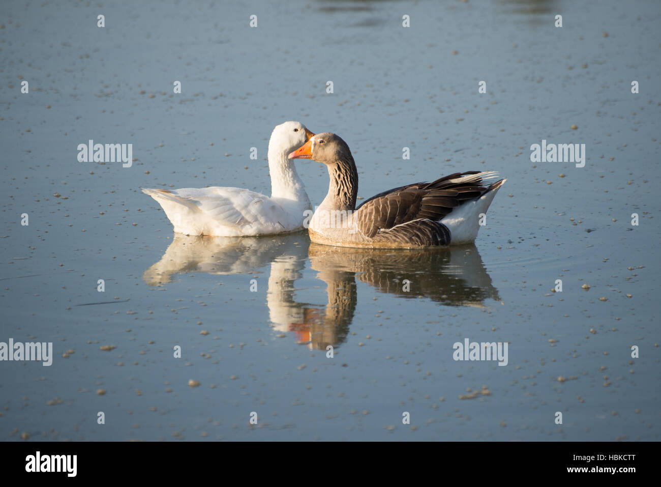 Two geese on the river Stock Photo